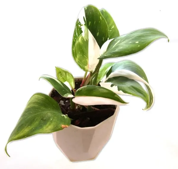 Philodendron White Princess 1