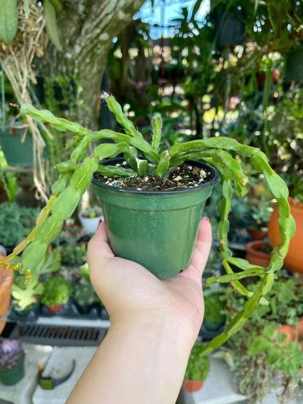 Rhipsalis Paradoxa 1