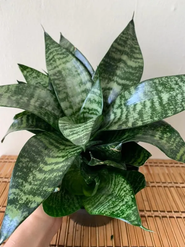 Sansevieria Robusta 1
