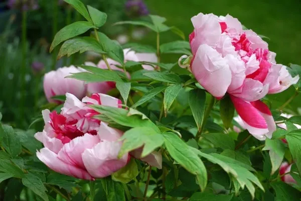 Stalwart Rose Tree Peony 2