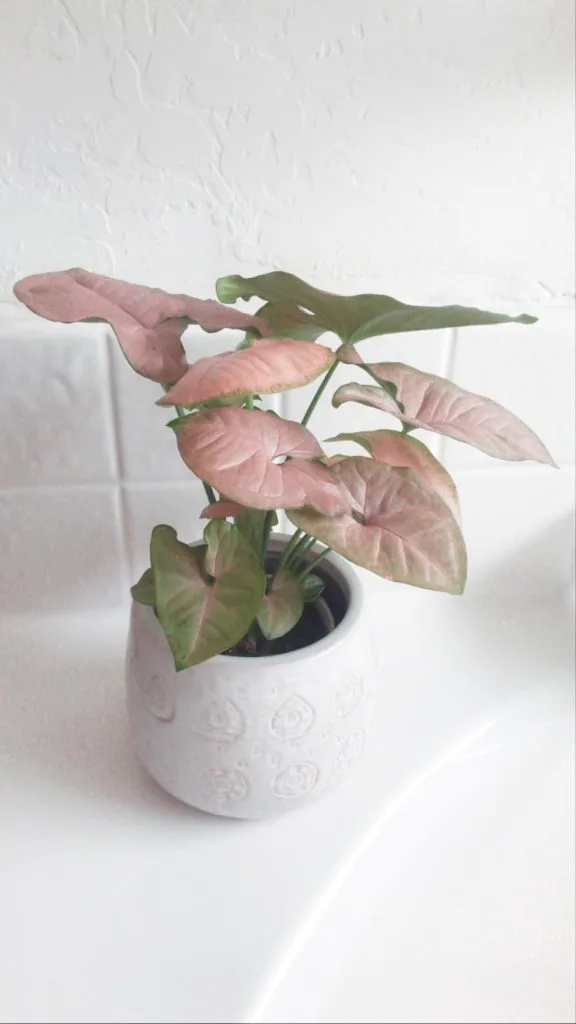 Syngonium Pink 2