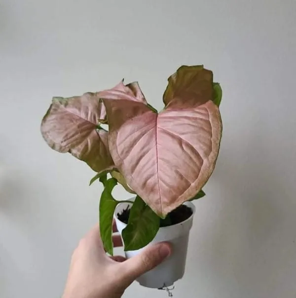 Syngonium Pink