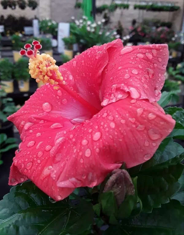 Water Hibiscus