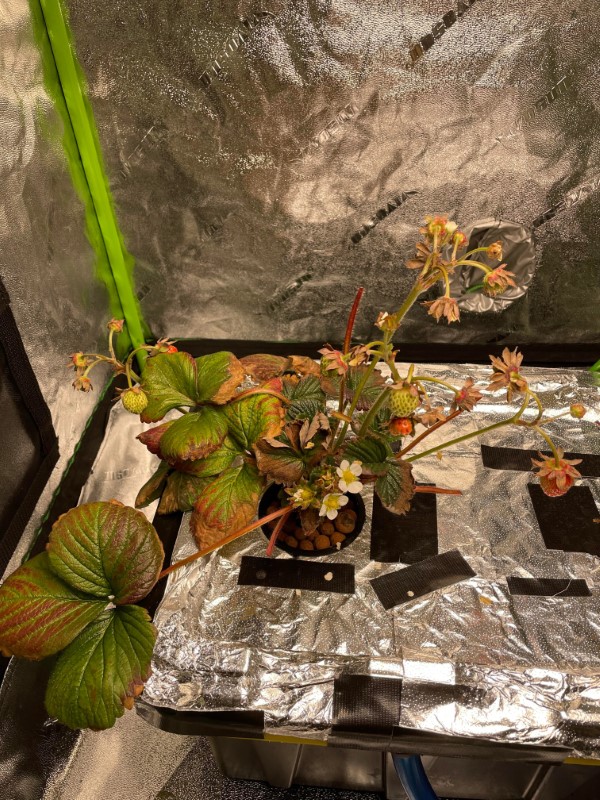 What Happens When Humidity Is Low In Grow Tent What Happens When Humidity Is Low In Grow Tent