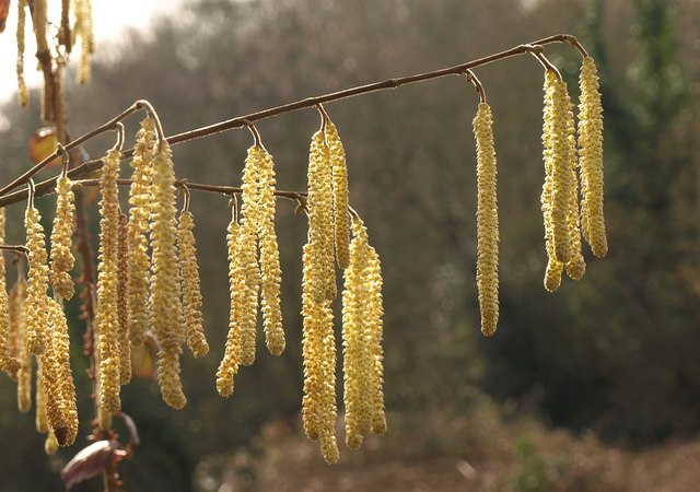 When Do Catkins Stop Falling 1