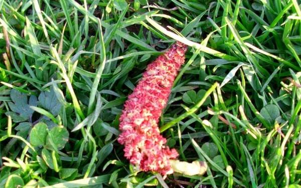 When Do Catkins Stop Falling 2