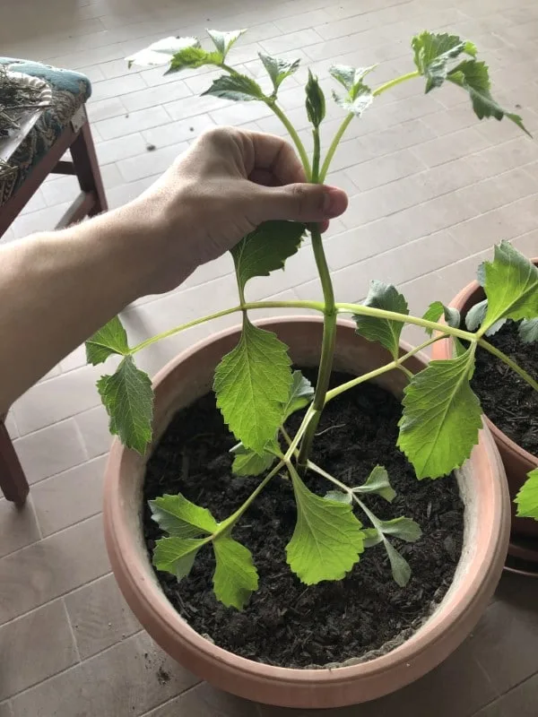 When To Pinch Dahlias 1