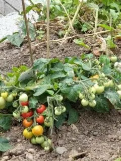 When To Plant Tomatoes In Iowa 2