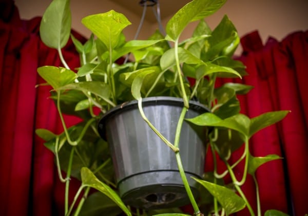 When to Repot Pothos 4