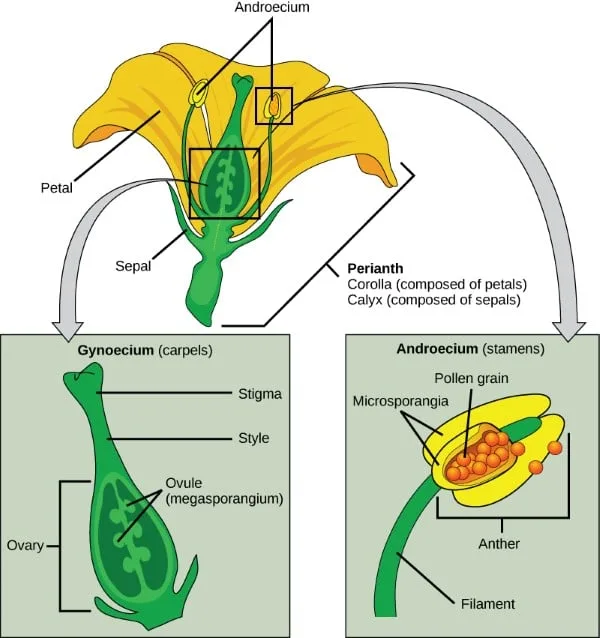 Why Are Flowers Important To Plants