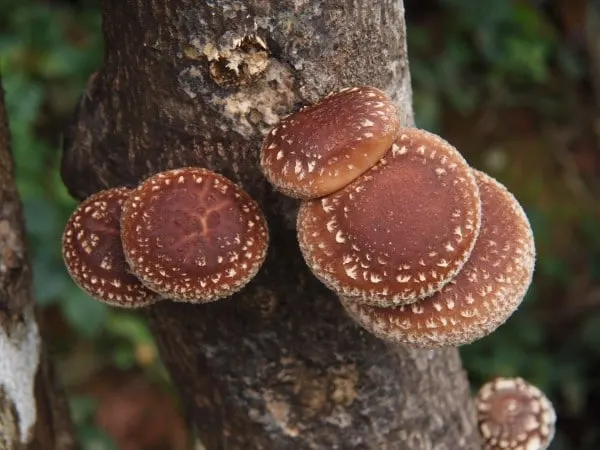 Why Are Mushrooms Growing In My Garden 2