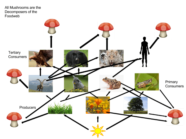Why Are Mushrooms Important To The Food Chain