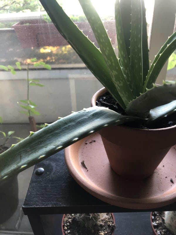 Why Are My Aloe Leaves Squishy