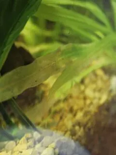 Why Are My Aquarium Plants Leaves Turning Transparent 1