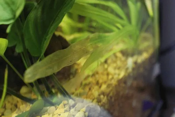 Why Are My Aquarium Plants Leaves Turning Transparent 1