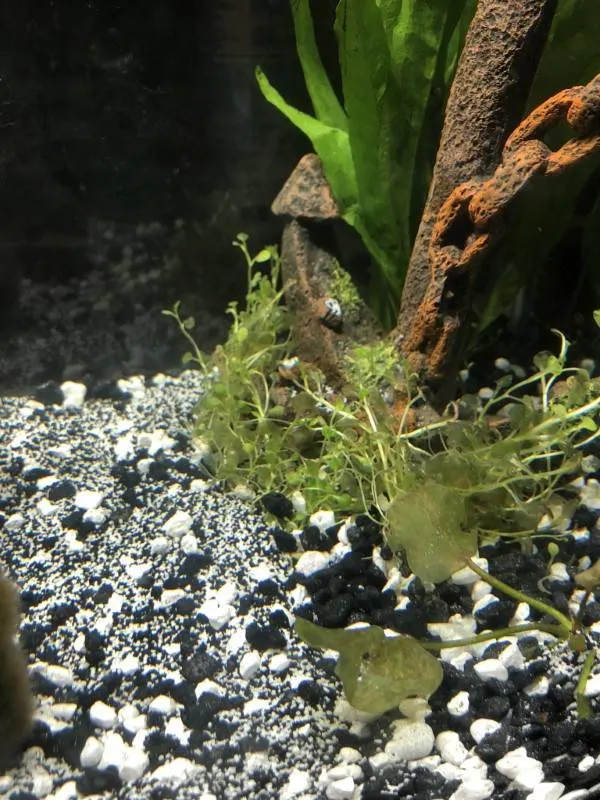 Why Are My Aquarium Plants Leaves Turning Transparent 2