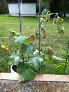 Why Are My Cucumber Plants Dying