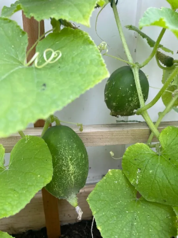 Why Are My Cucumbers Growing Round Instead Of Long 2
