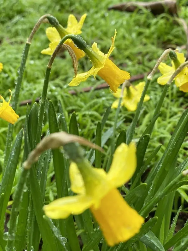 Why Are My Daffodils Drooping