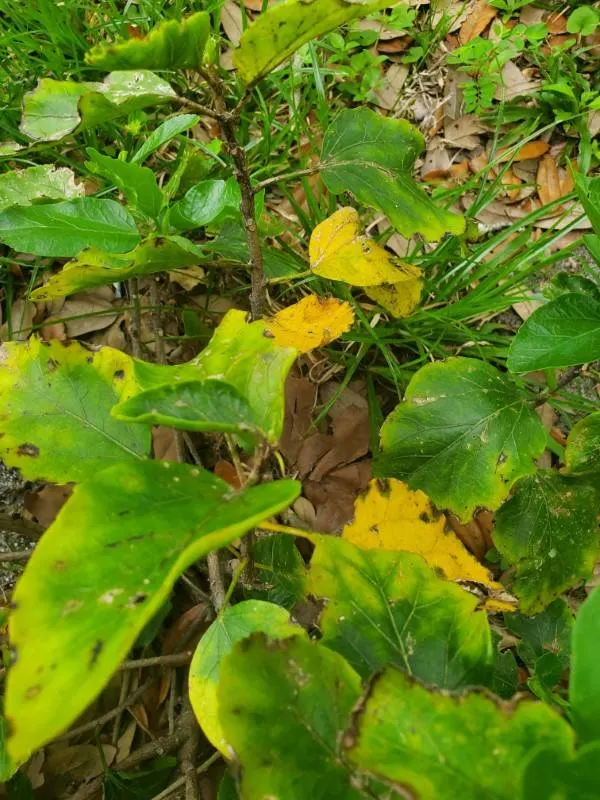 Why Are My Hibiscus Leaves Turning Yellow