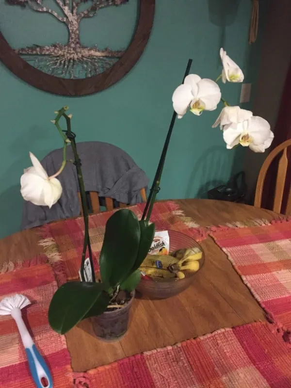 Why Are My Orchid Flowers Falling Off 2