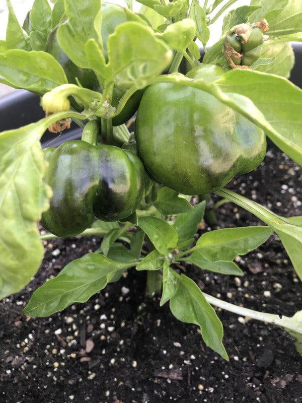 Why Are My Peppers Turning Black 2