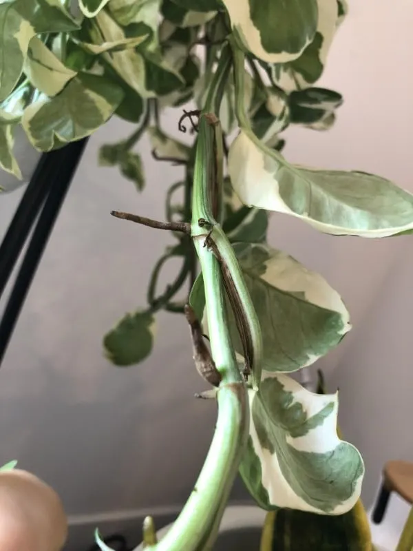 Why Are My Plant Stems Splitting