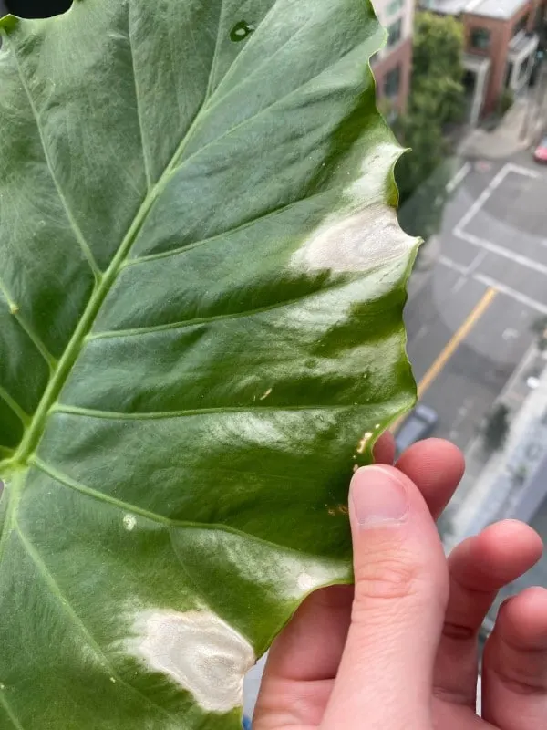 Why Are My Plants Leaves Turning White 2