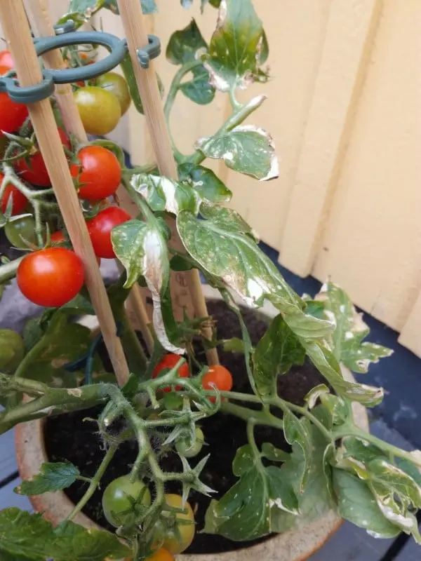 Why Are My Plants Leaves Turning White