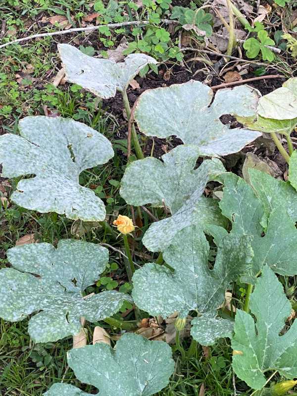 Why Are My Pumpkin Plant Leaves Turning White