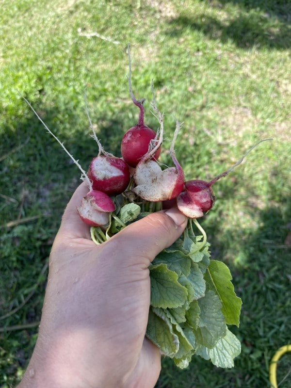 Why Are My Radishes Splitting 2