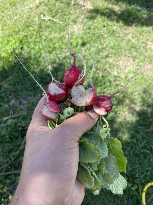 Why Are My Radishes Splitting 2