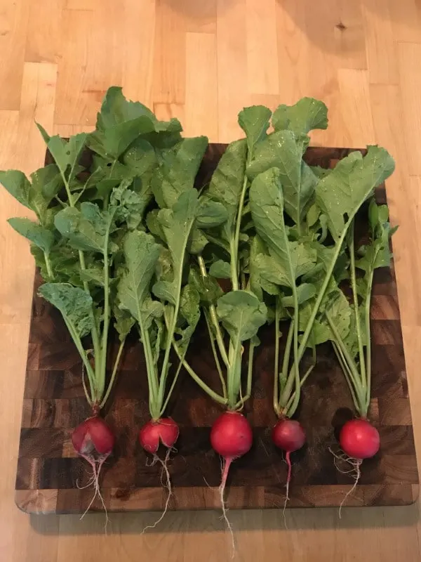 Why Are My Radishes Splitting