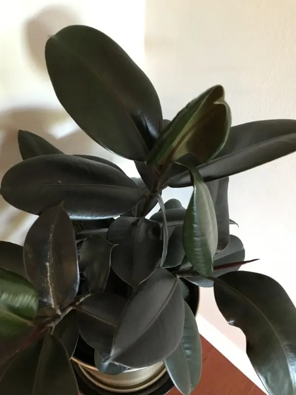 Why Are My Rubber Plant Leaves Curling 2