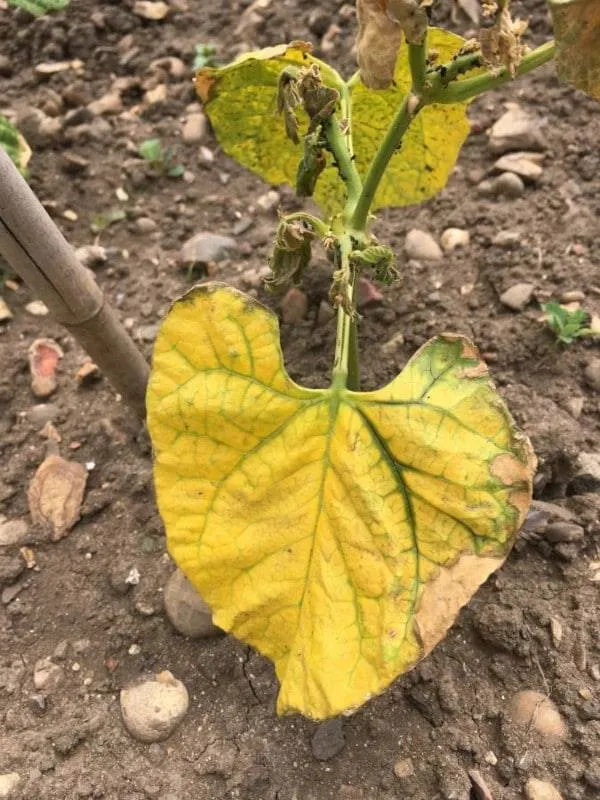 Why Are My Runner Bean Plants Turning Yellow 2