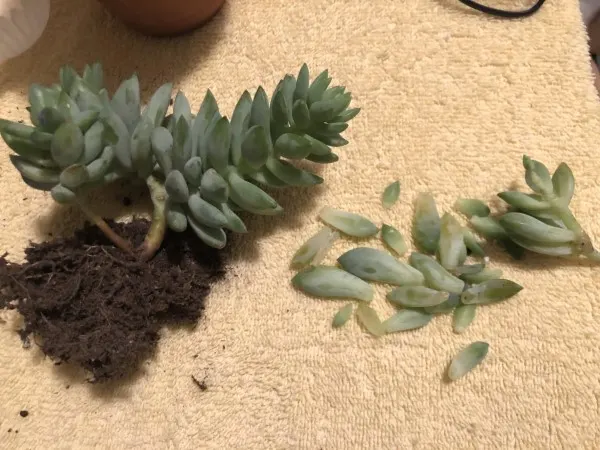 Why Are My Succulents Leaves Falling Off