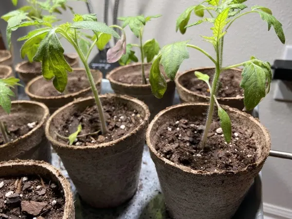 Why Are My Tomato Seedlings Curling