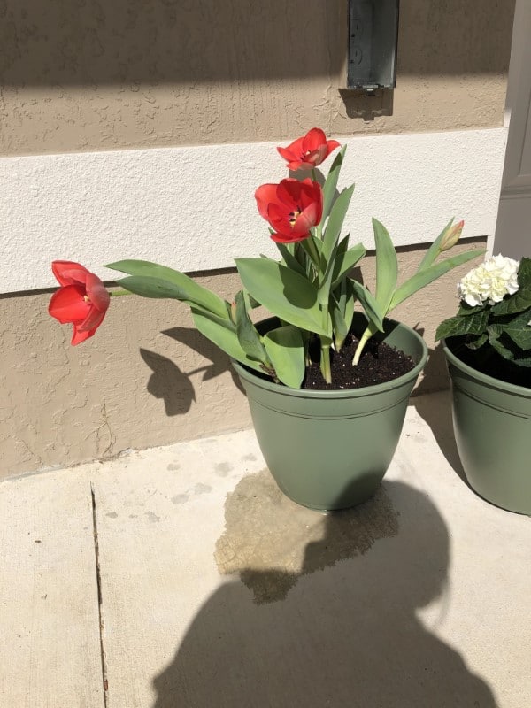Why Are My Tulips Drooping 2