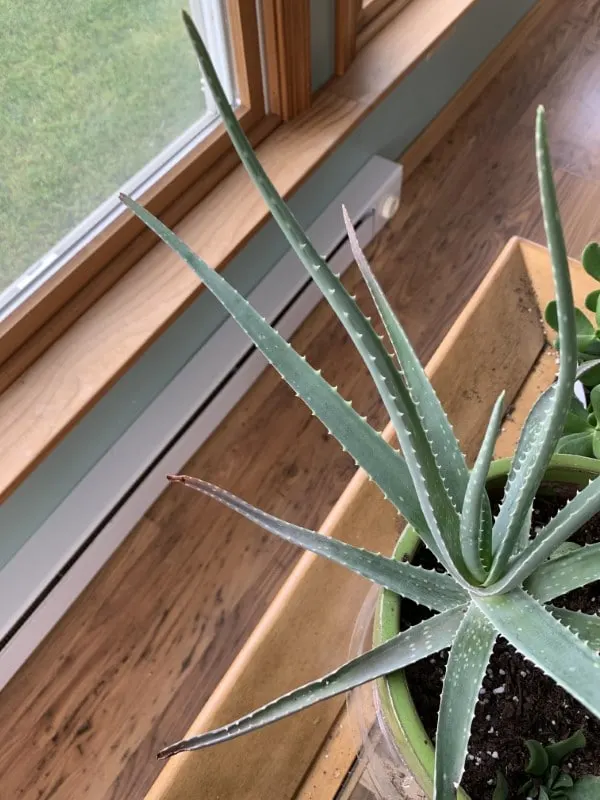 Why Are The Tips Of My Aloe Plant Turning Brown