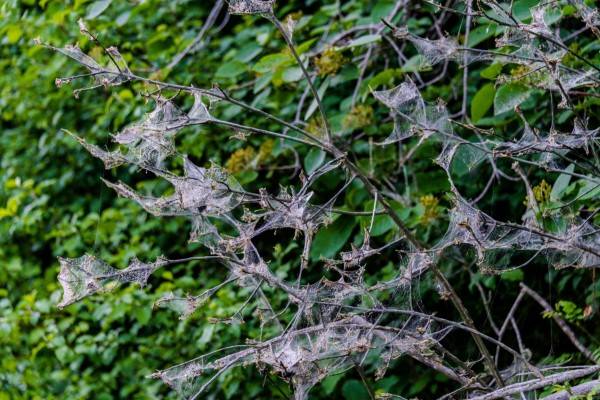 Why Are There So Many Spider Webs In The Trees 2