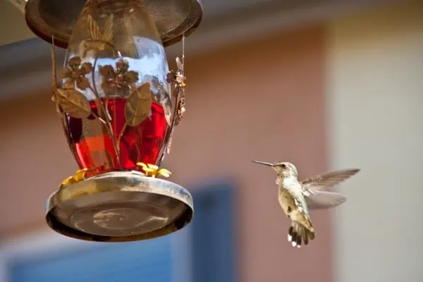 Why Aren’t Hummingbirds Coming To My Feeder