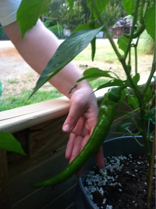 Why Arent My Cayenne Peppers Turning Red 2