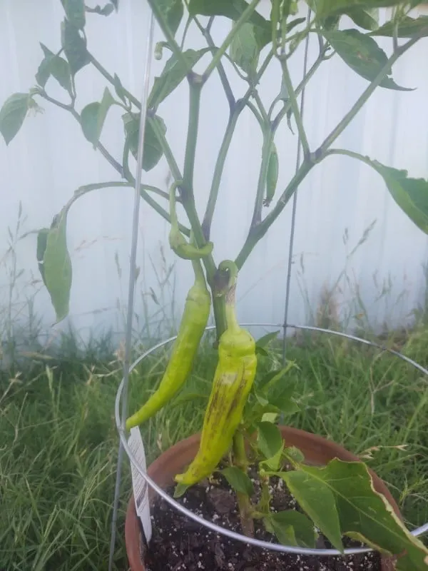 Why Do My Banana Peppers Have Dark Streaks 2