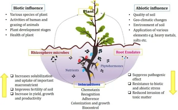 Why Do We Need Plants