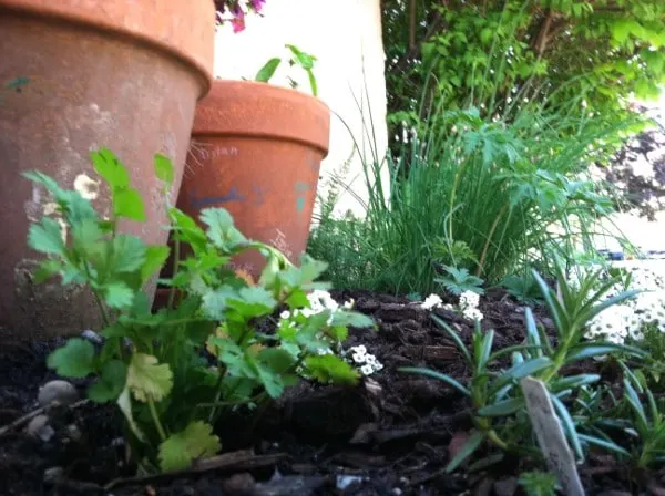 Why Does Mulch Smell Like Poop