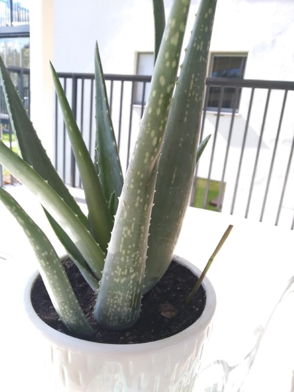 Why Does My Aloe Vera Plant Have White Spots 2