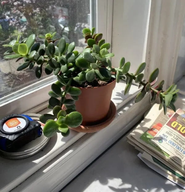 Why Does My Jade Plant Grow Down 2