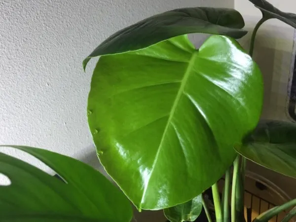 Why Does My Monstera Drip Water 1