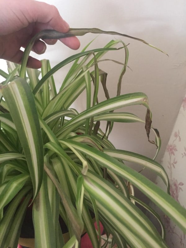 How often should you water a spider plant