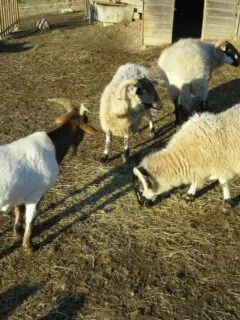 Why Farmers Separate Sheep From Goats